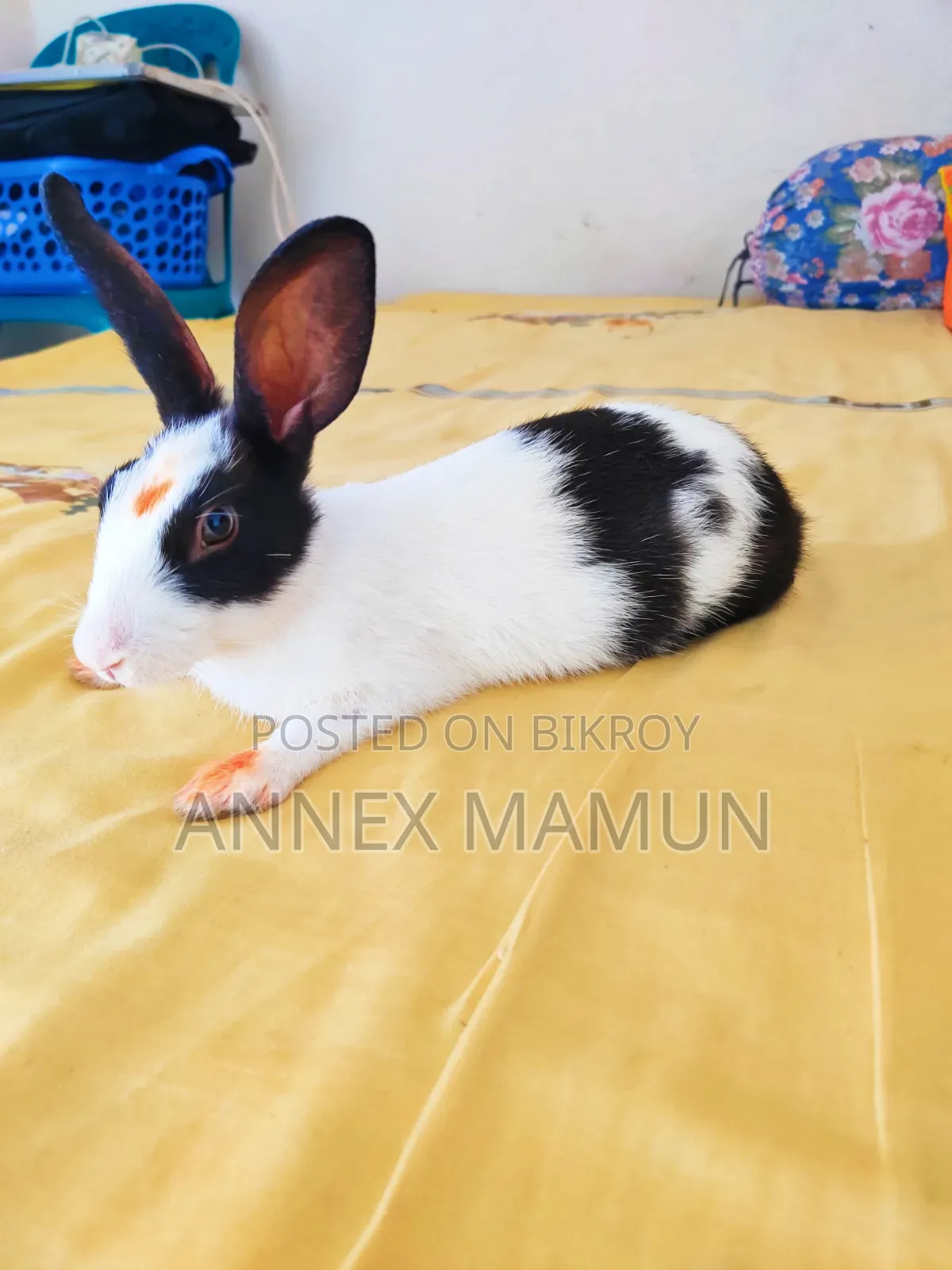 Rabbit for Sale