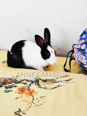 Rabbit for Sale