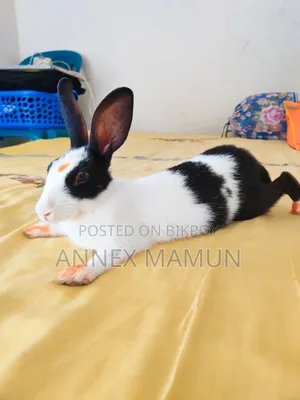 Rabbit for Sale