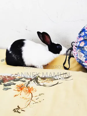 Rabbit for Sale