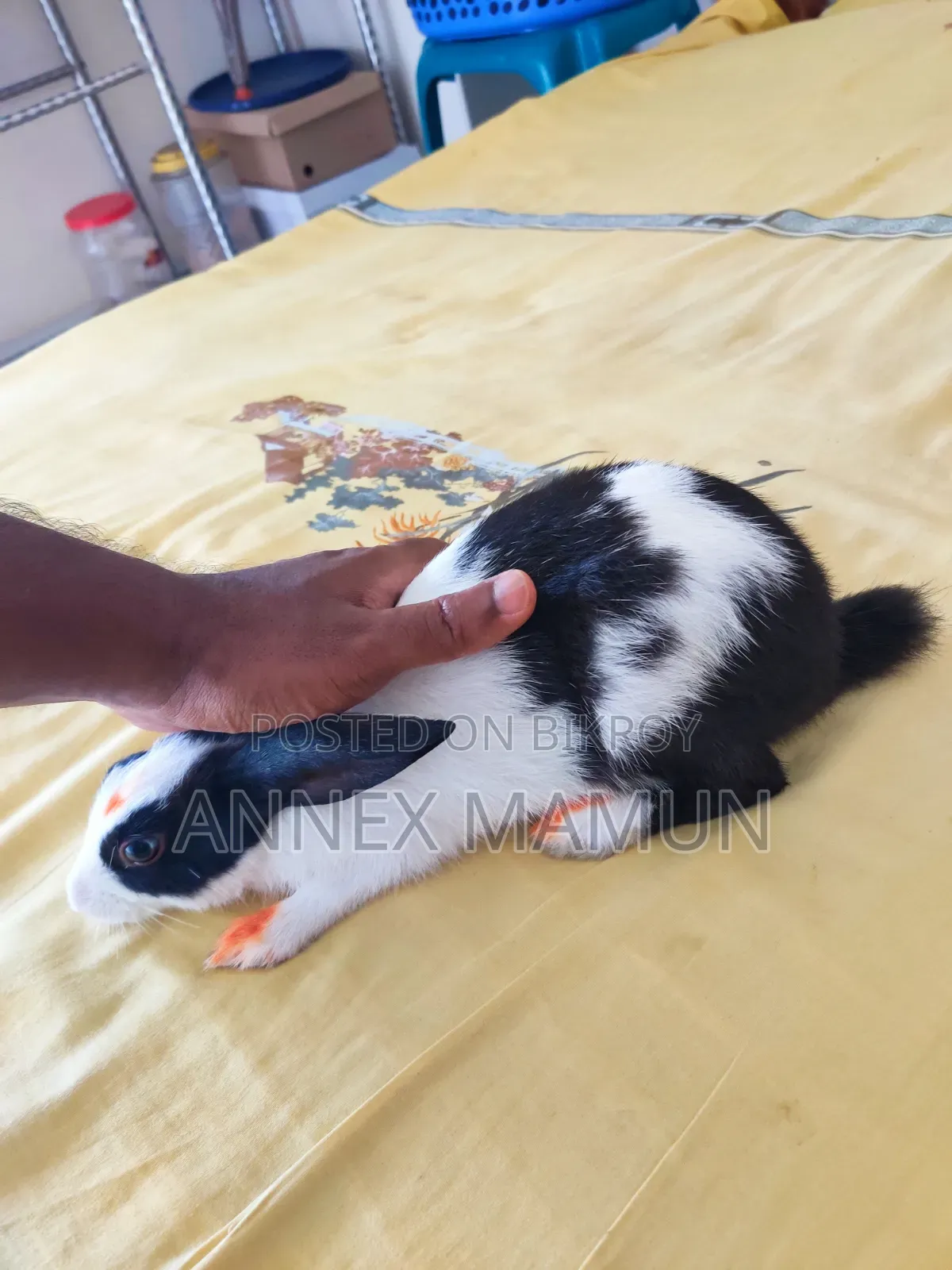 Rabbit for Sale