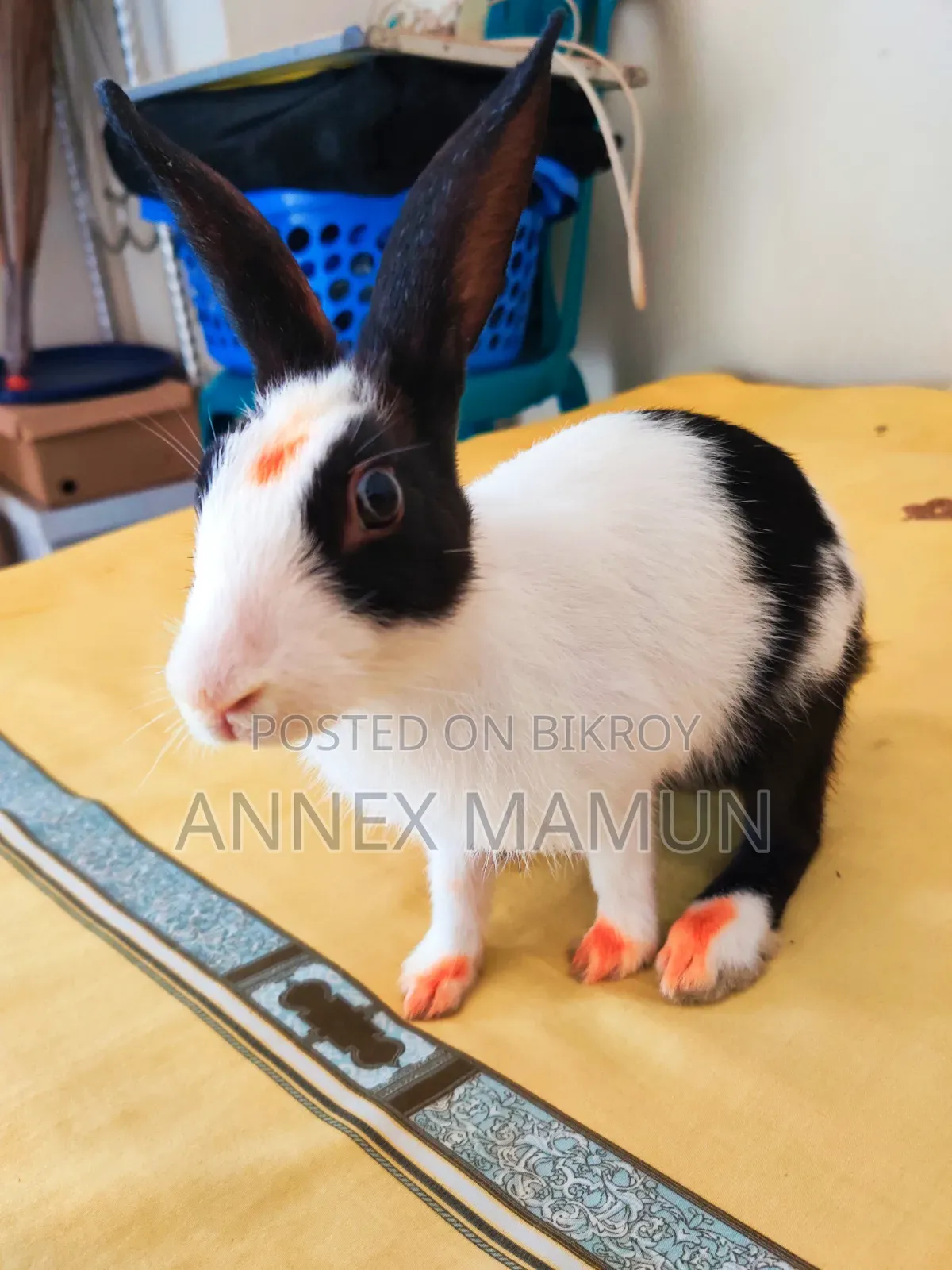 Rabbit for Sale