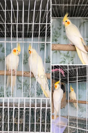 Running Cockatiel