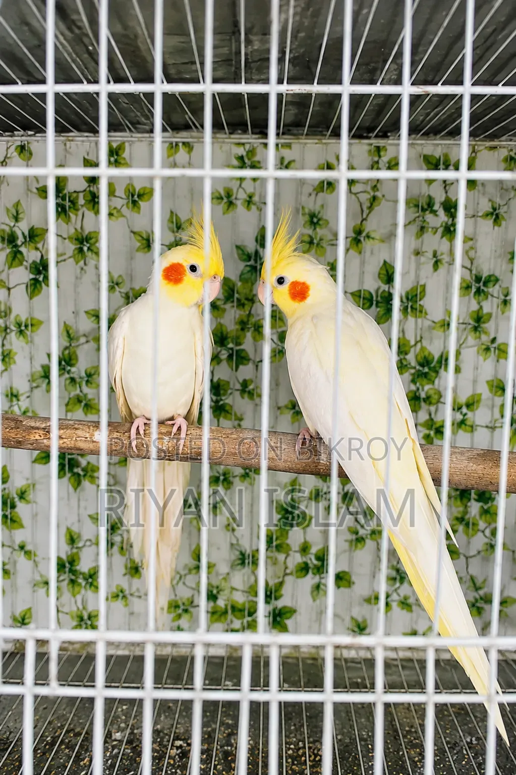 Running Cockatiel