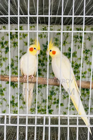 Running Cockatiel