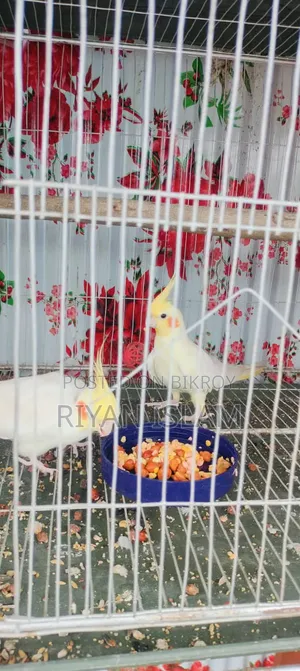 Running Cockatiel