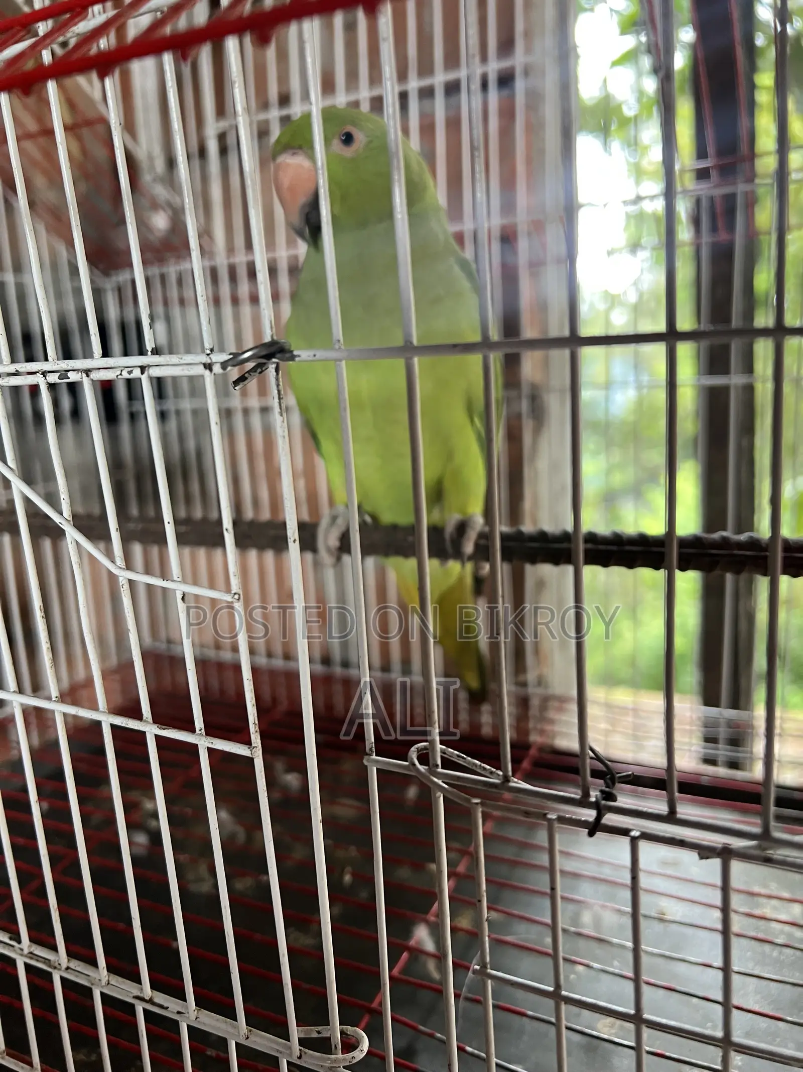 Talking Parrot