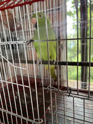 Talking Parrot