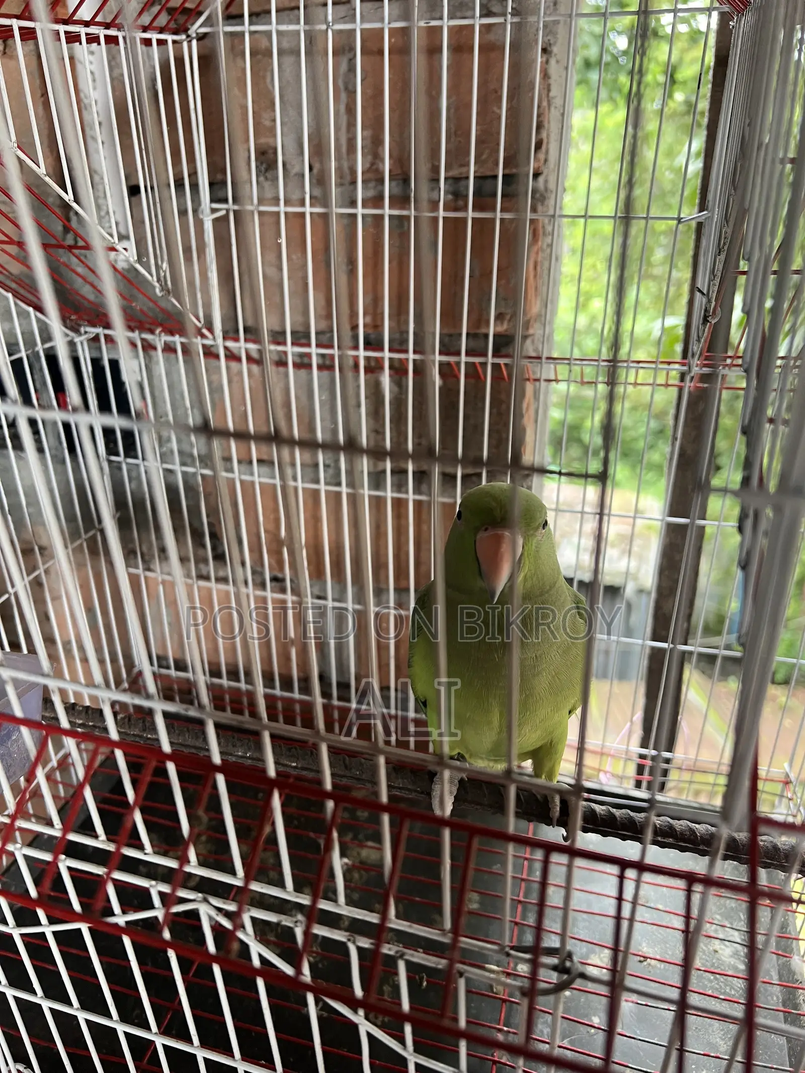 Talking Parrot