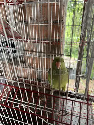 Talking Parrot