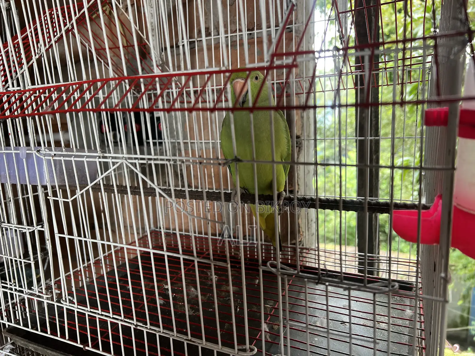 Talking Parrot