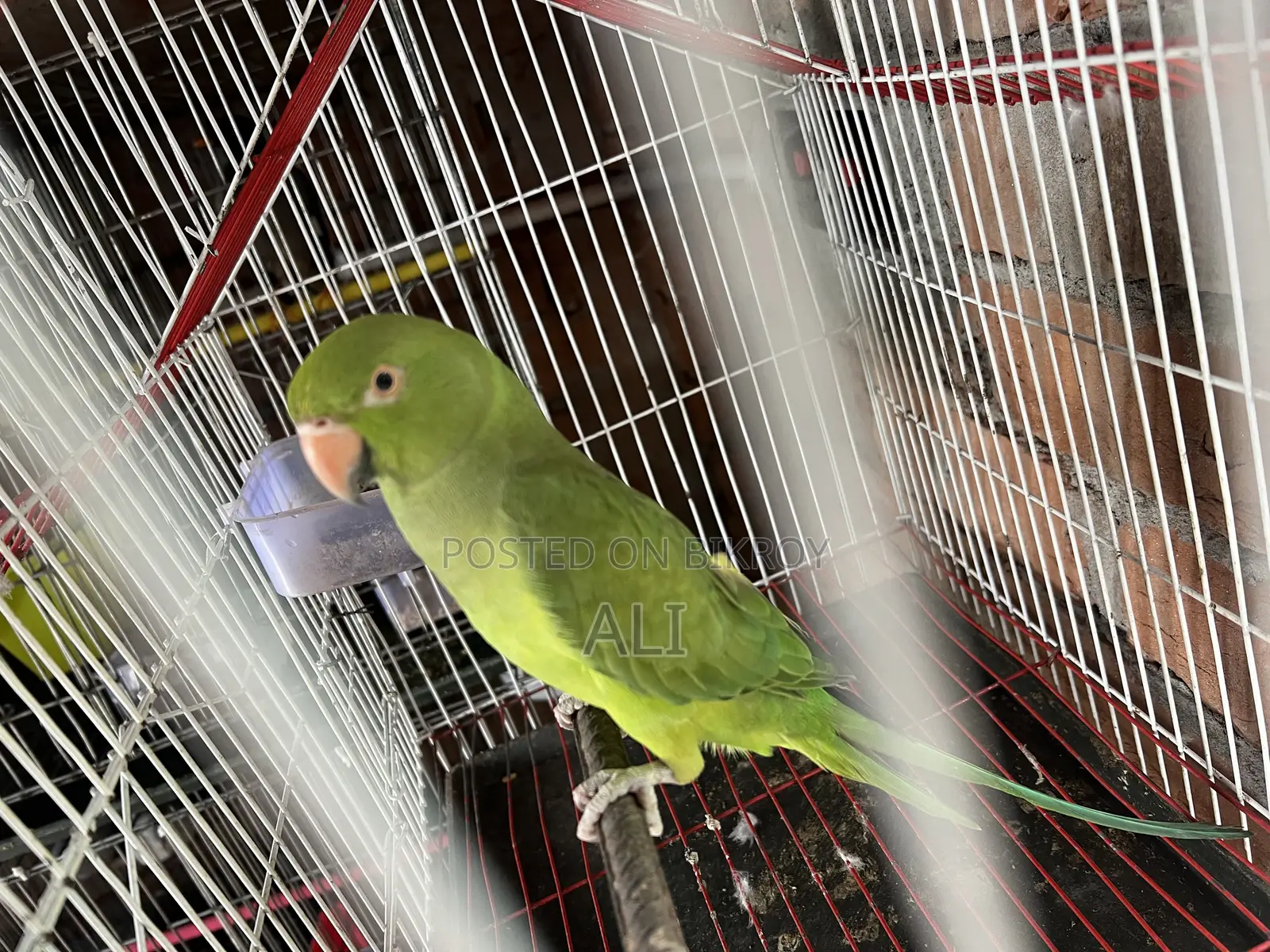 Talking Parrot