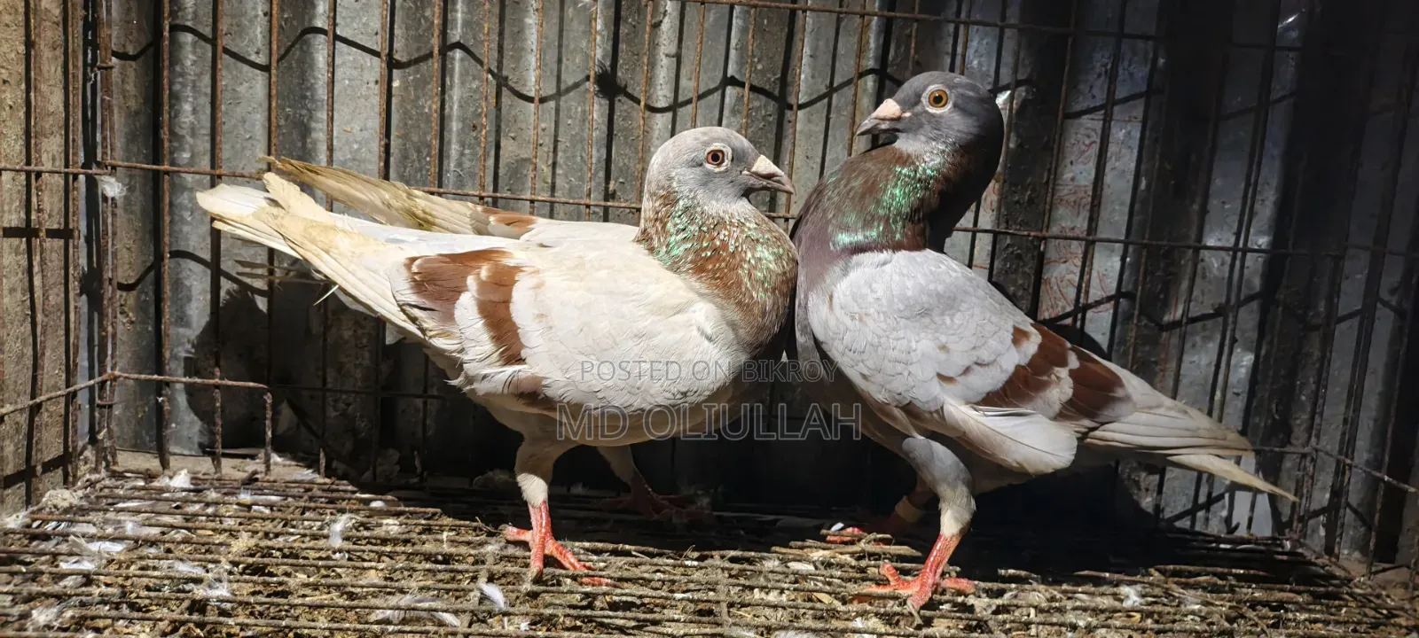 Running Racer Pigeon Pair Will Be Sold