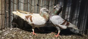 রানিং রেসার কবুতর জোড়া বিক্রি হবে
