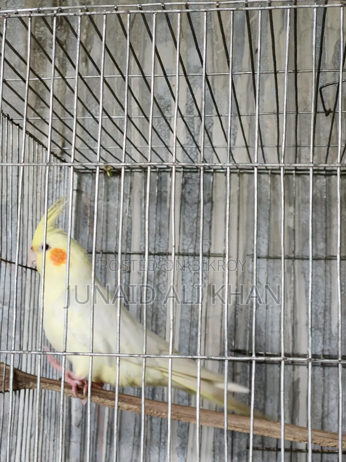 Cockatiel Female 10 Months