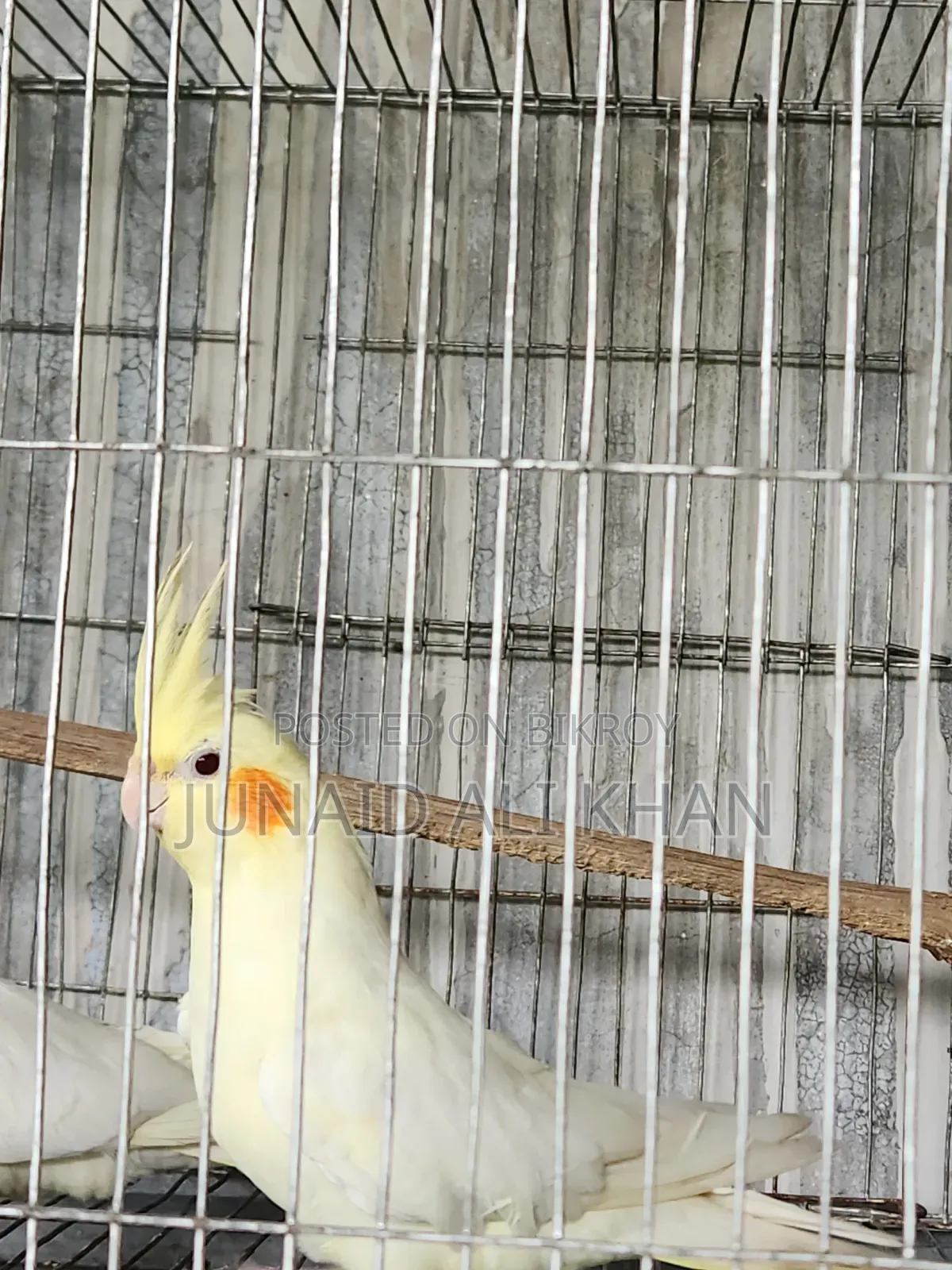 Cockatiel Female 10 Months