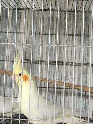 Cockatiel Female 10 Months