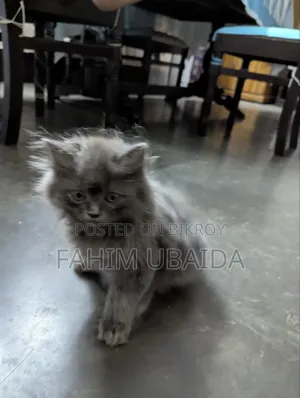 ১-৩ মাসের মেল পিওরব্রেড পার্সিয়ান