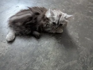 ১-৩ মাসের মেল পিওরব্রেড পার্সিয়ান