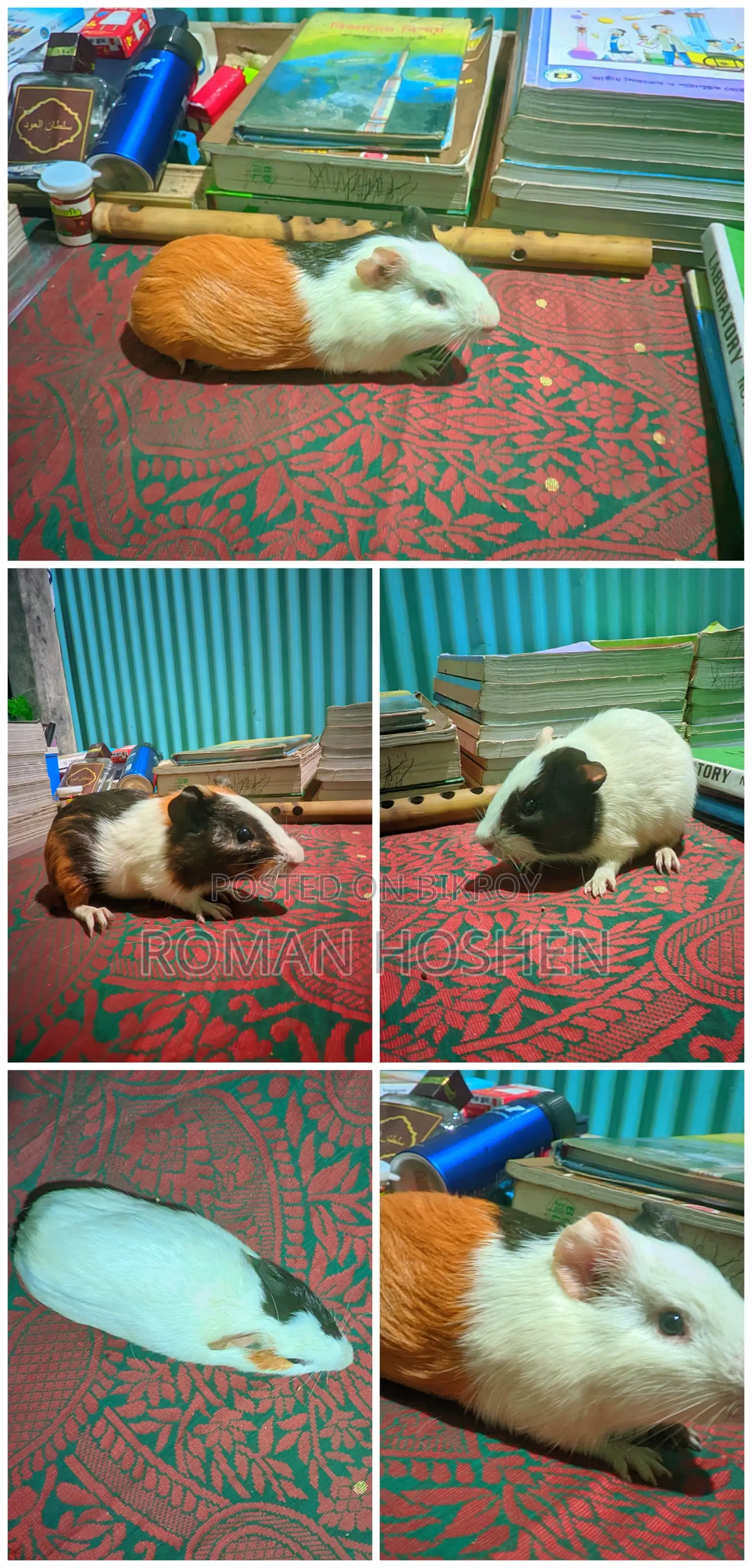 Selling my beloved pet because I am in need of some money.