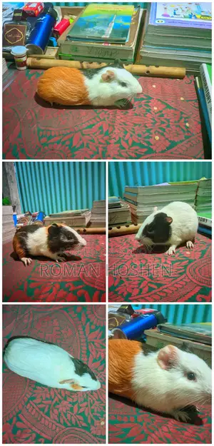Selling my beloved pet because I am in need of some money.