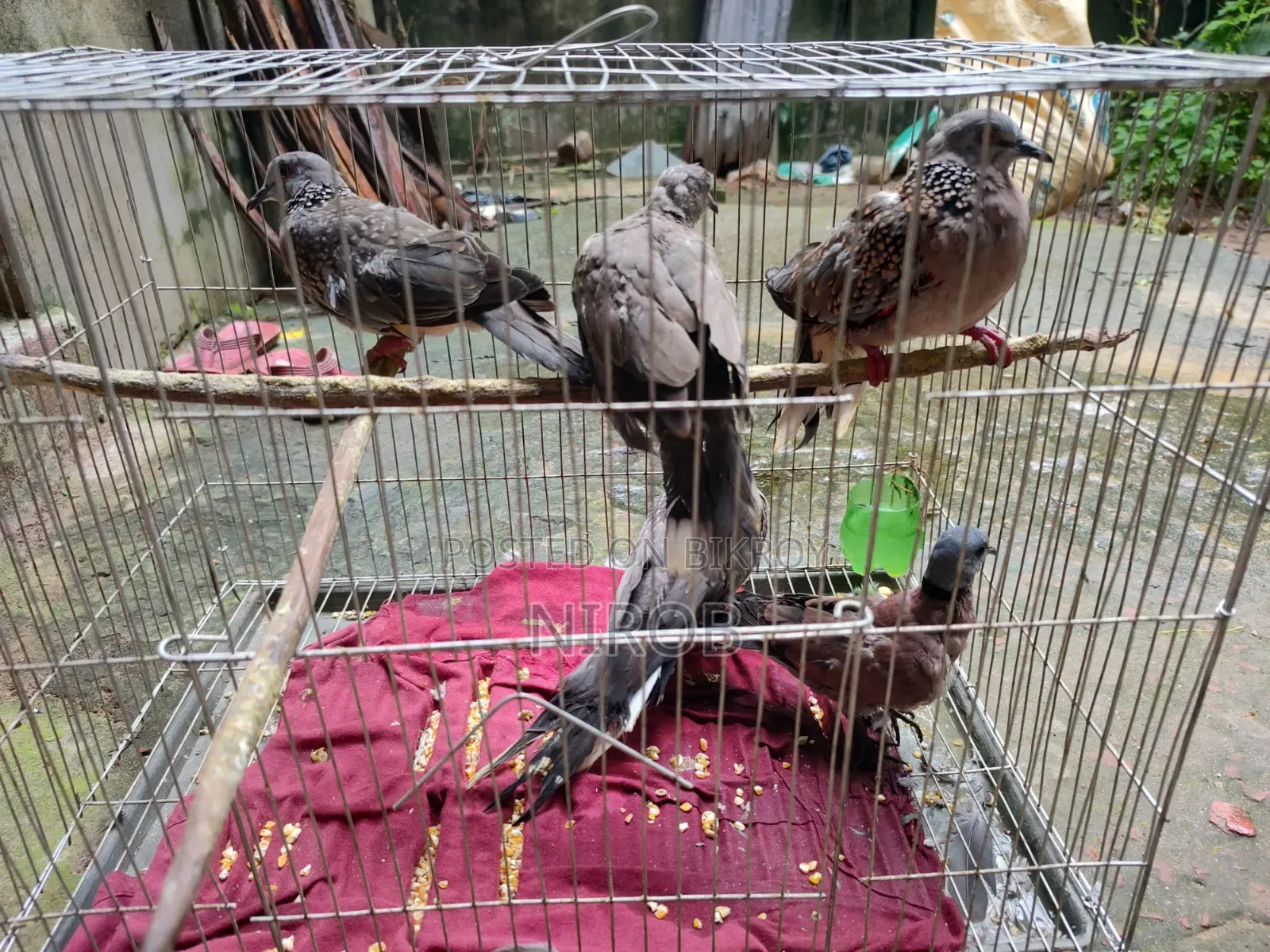 Dove Bird
