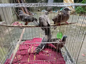 Dove Bird