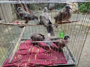 Dove Bird