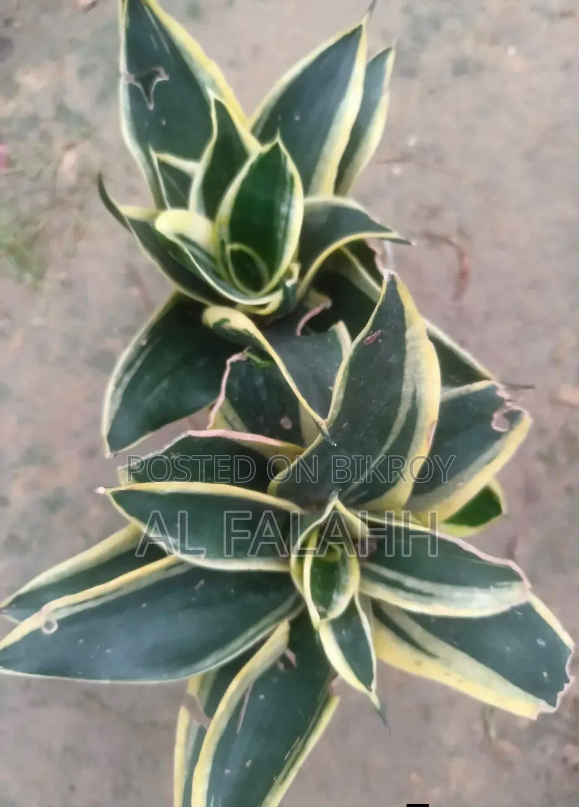 স্নেক প্লান্ট (Snake Plants)