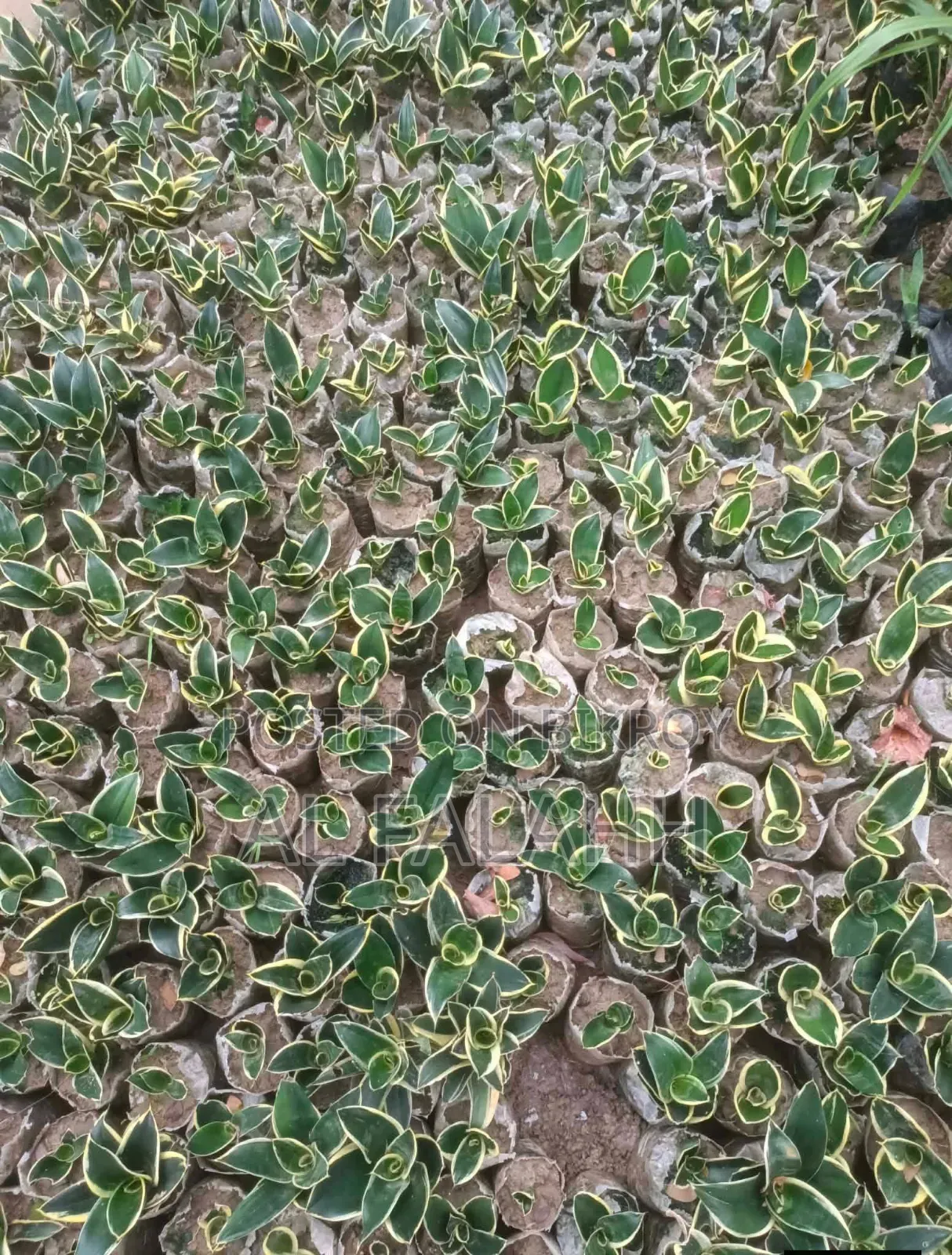 স্নেক প্লান্ট (Snake Plants)