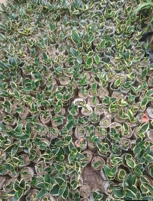 স্নেক প্লান্ট (Snake Plants)