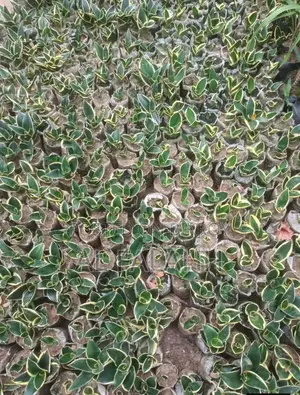 স্নেক প্লান্ট (Snake Plants)