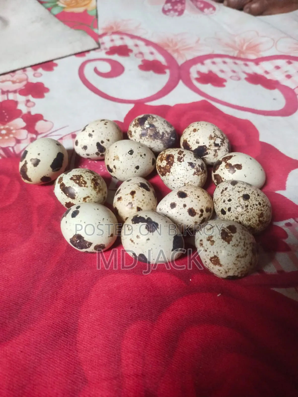 European Giant Quail Hatching Eggs