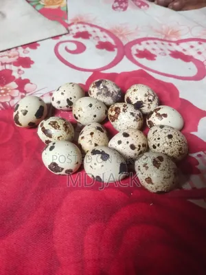 European Giant Quail Hatching Eggs