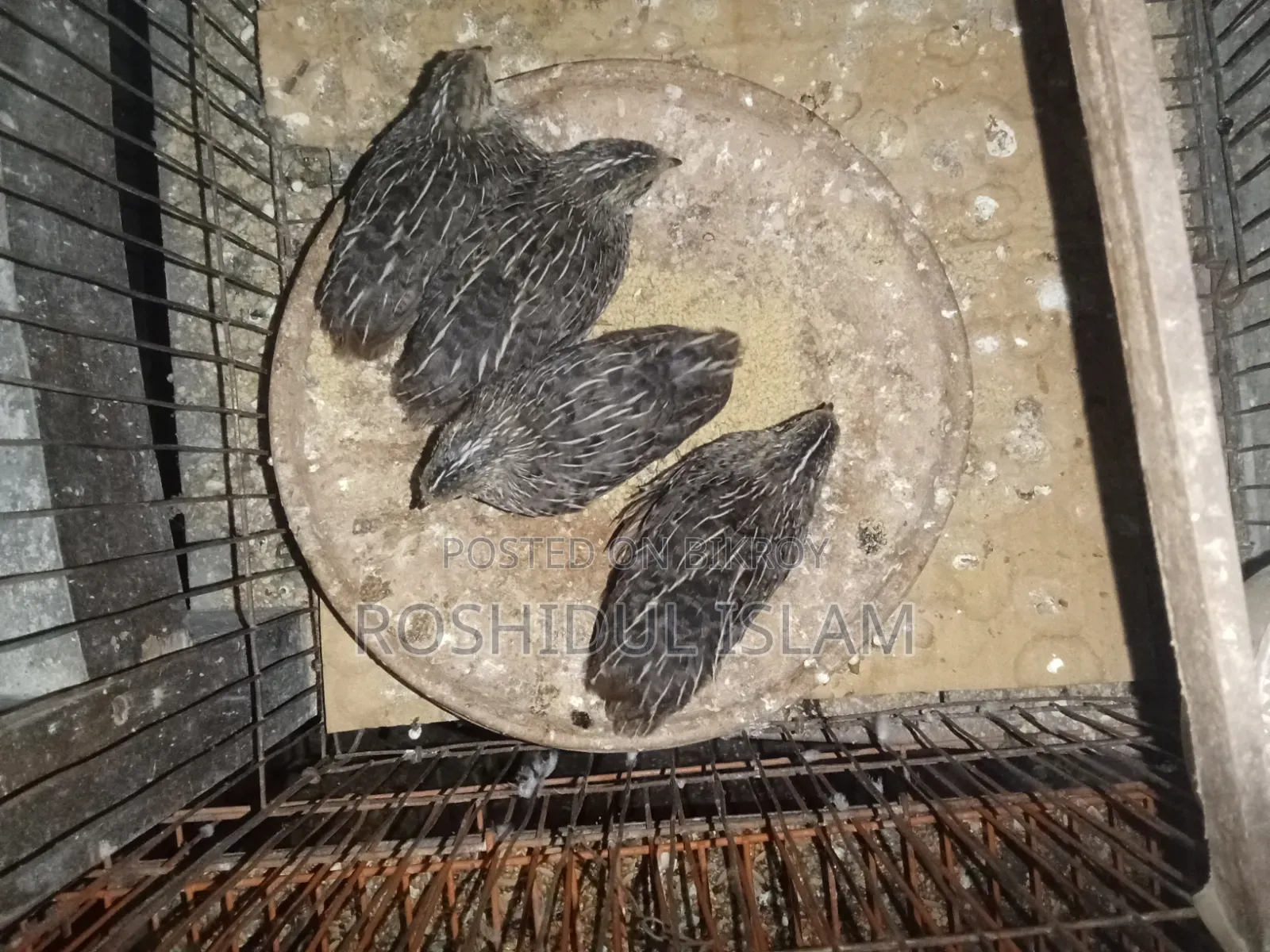 কিং কোয়েল বাচ্চা