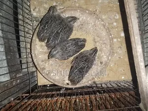 কিং কোয়েল বাচ্চা
