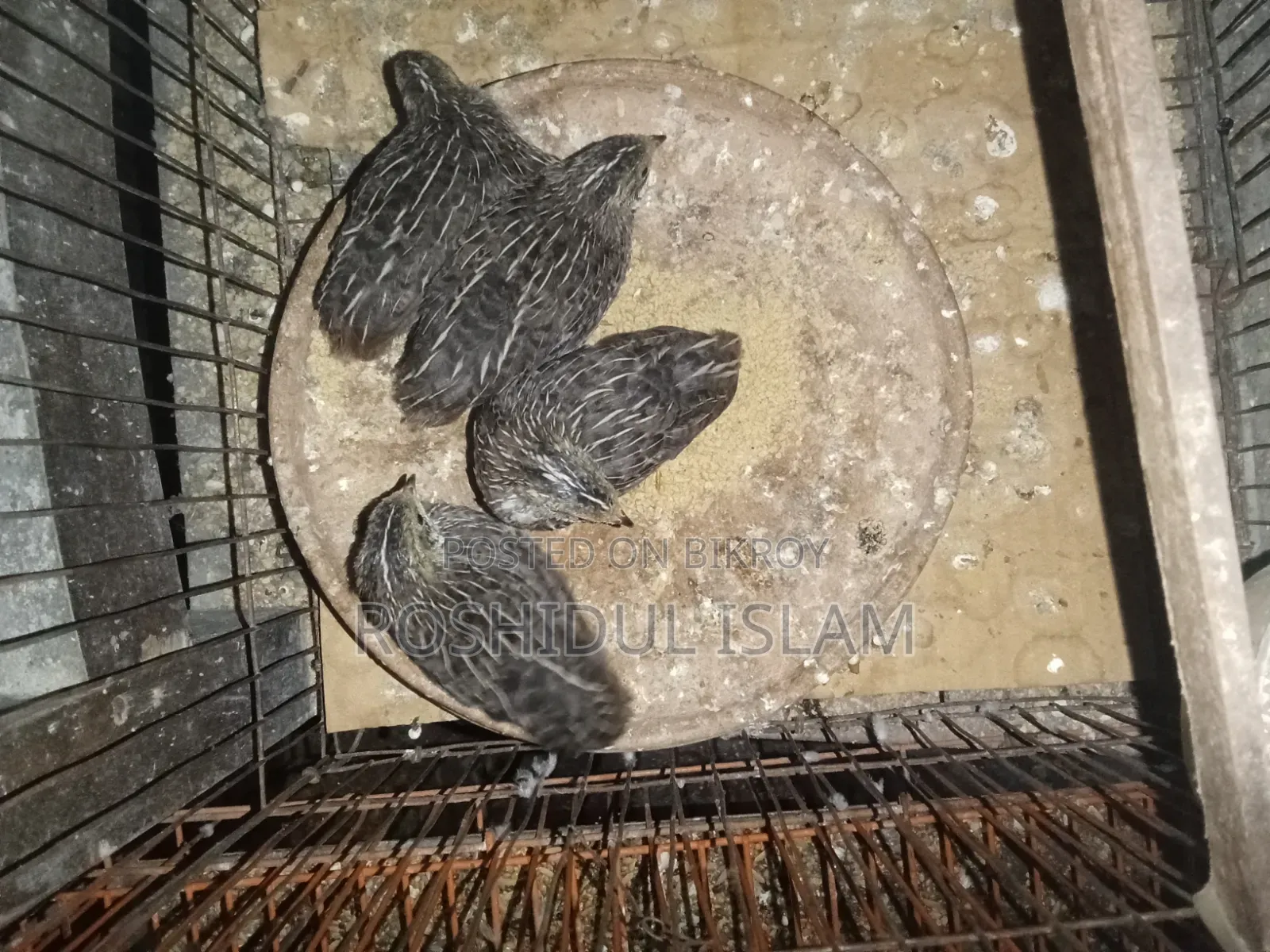 কিং কোয়েল বাচ্চা