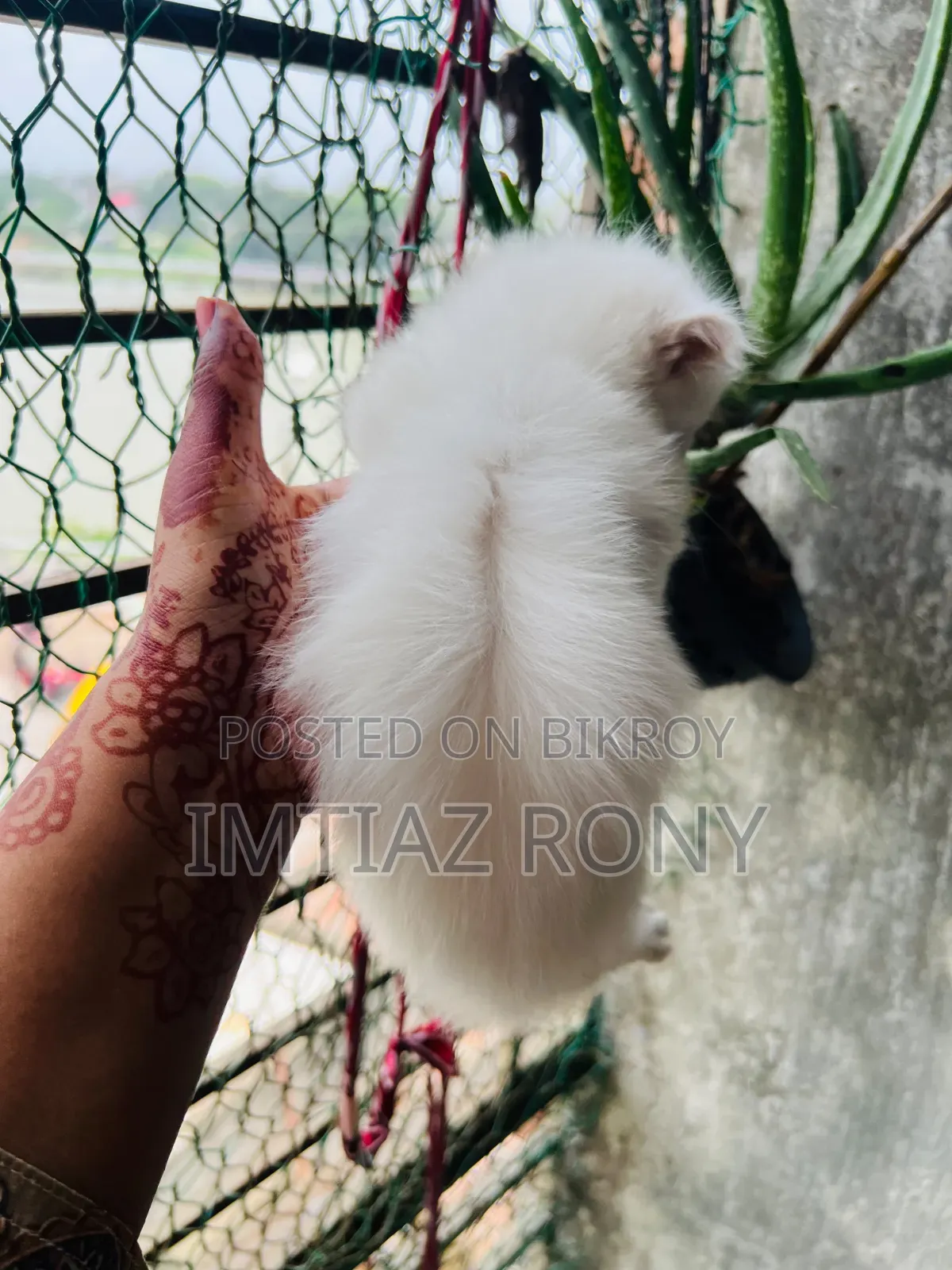 ০-১ মাস বয়সী খাঁটি পার্সিয়ান মাদী