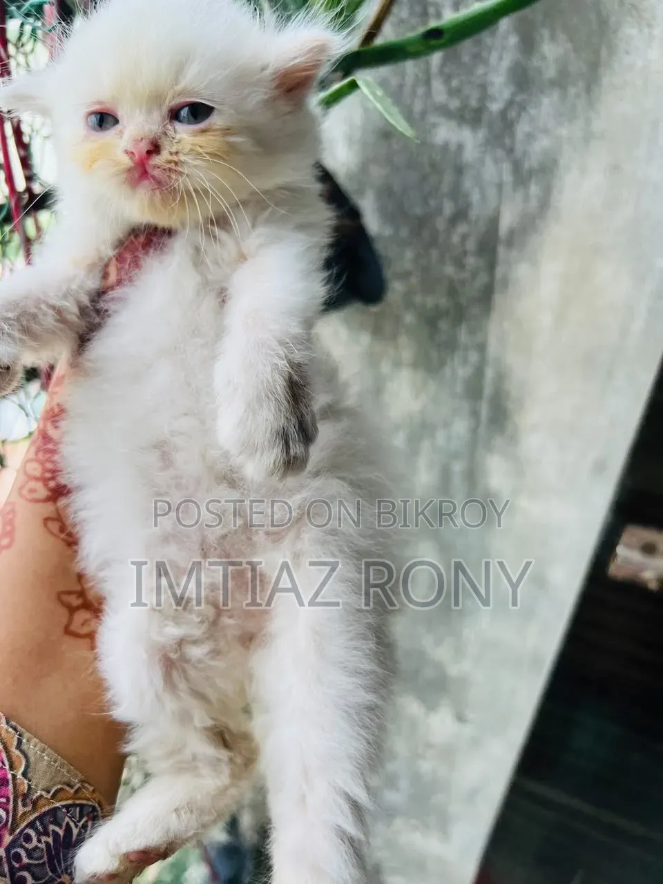 ০-১ মাস বয়সী খাঁটি পার্সিয়ান মাদী