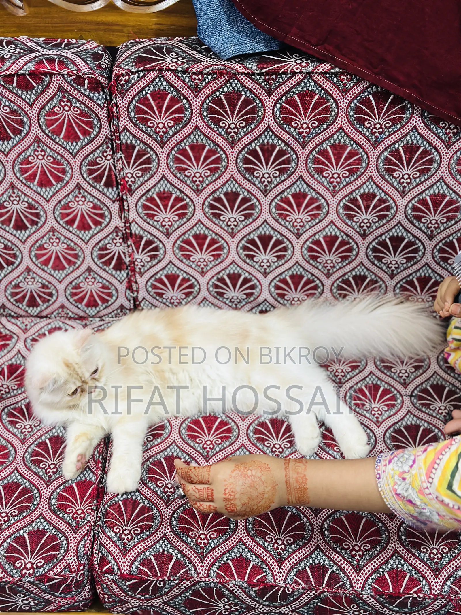 ৬-১২ মাসের ফিমেল পিওরব্রেড পার্সিয়ান বিড়াল
