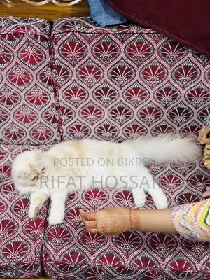৬-১২ মাসের ফিমেল পিওরব্রেড পার্সিয়ান বিড়াল