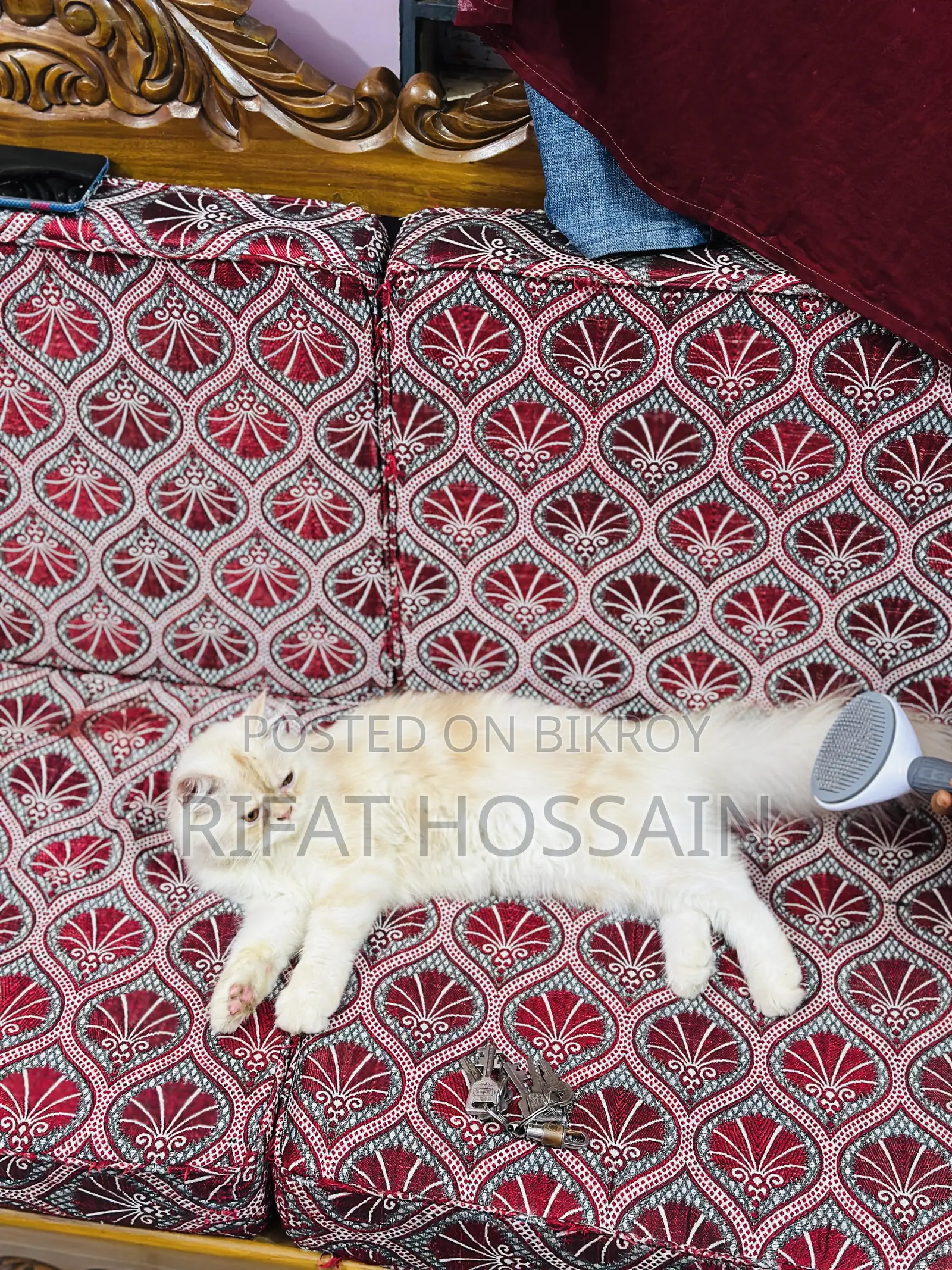 ৬-১২ মাসের ফিমেল পিওরব্রেড পার্সিয়ান বিড়াল