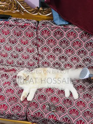 ৬-১২ মাসের ফিমেল পিওরব্রেড পার্সিয়ান বিড়াল