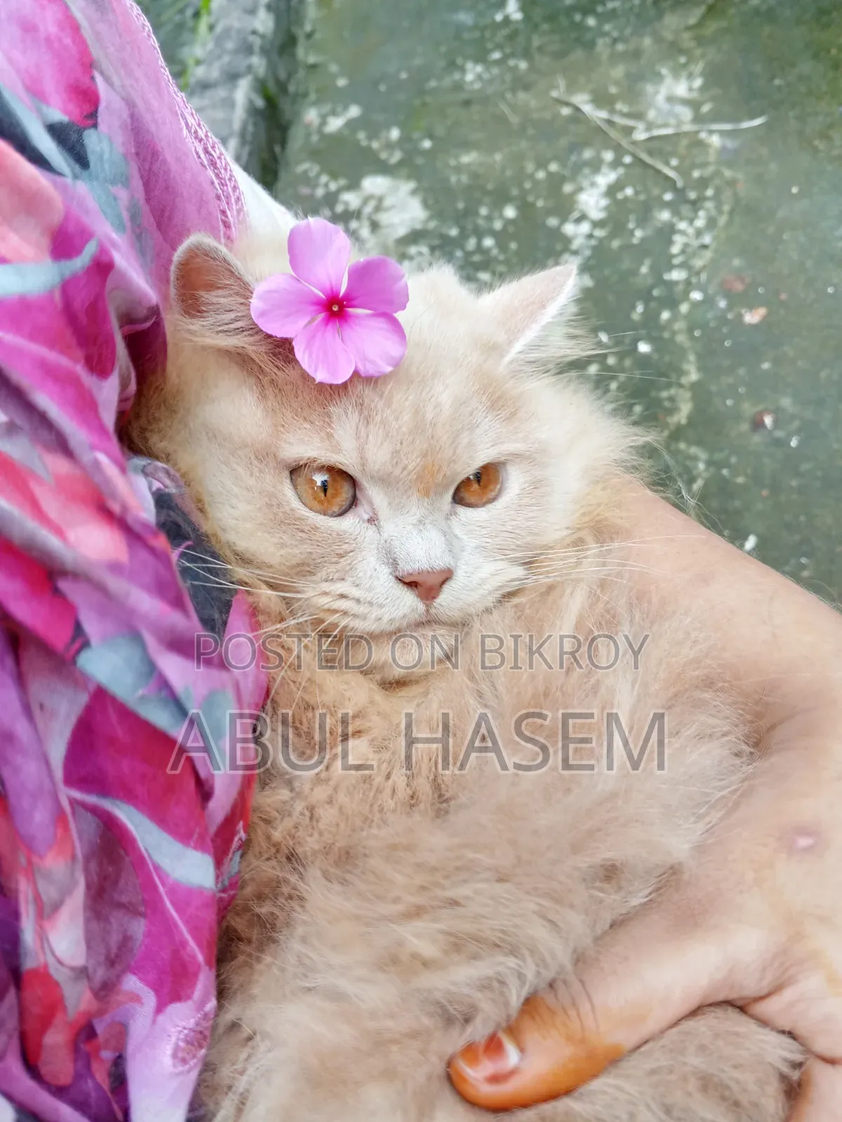 ৩-৬ মাস বয়সী পুরুষ খাঁটি পার্সিান