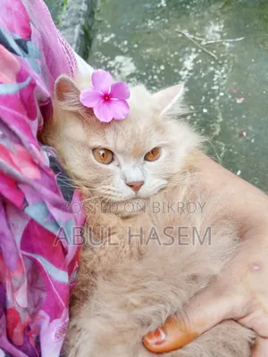 ৩-৬ মাস বয়সী পুরুষ খাঁটি পার্সিান
