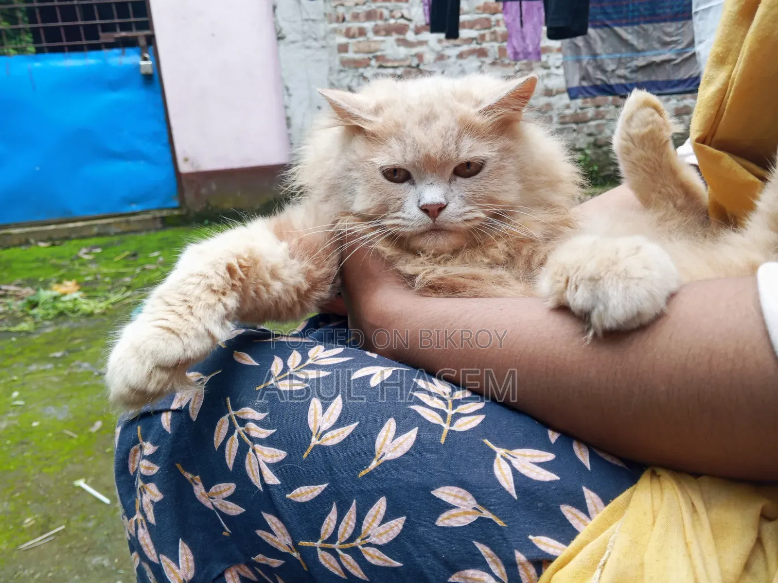 ৩-৬ মাস বয়সী পুরুষ খাঁটি পার্সিান