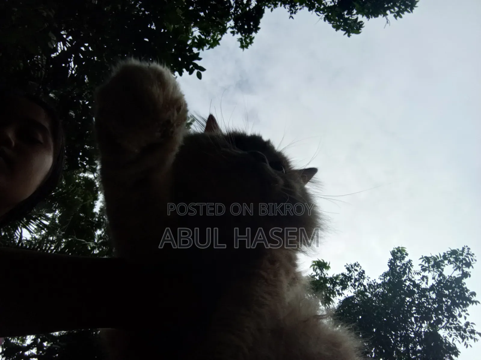 ৩-৬ মাস বয়সী পুরুষ খাঁটি পার্সিান