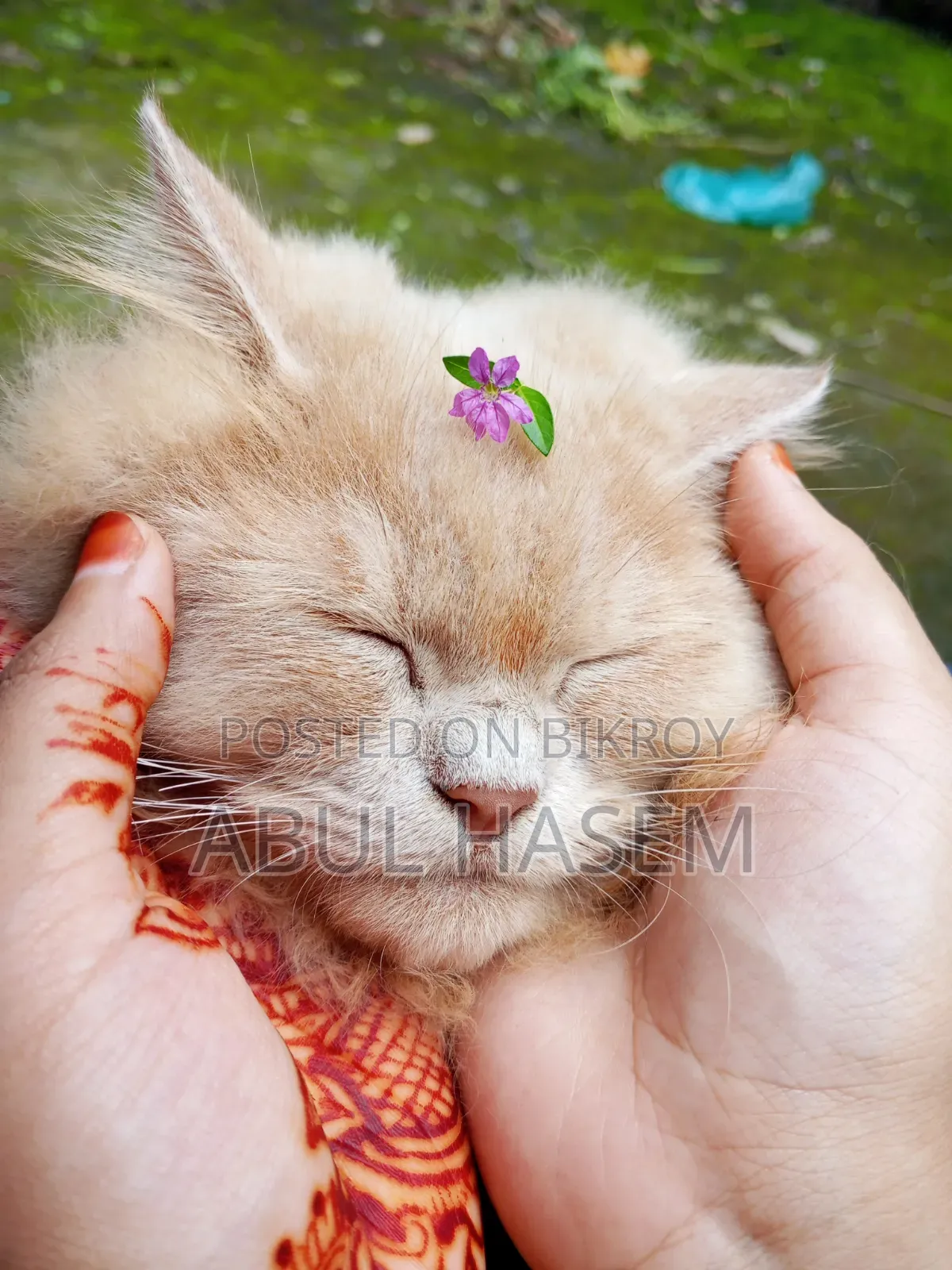 ৩-৬ মাস বয়সী পুরুষ খাঁটি পার্সিান