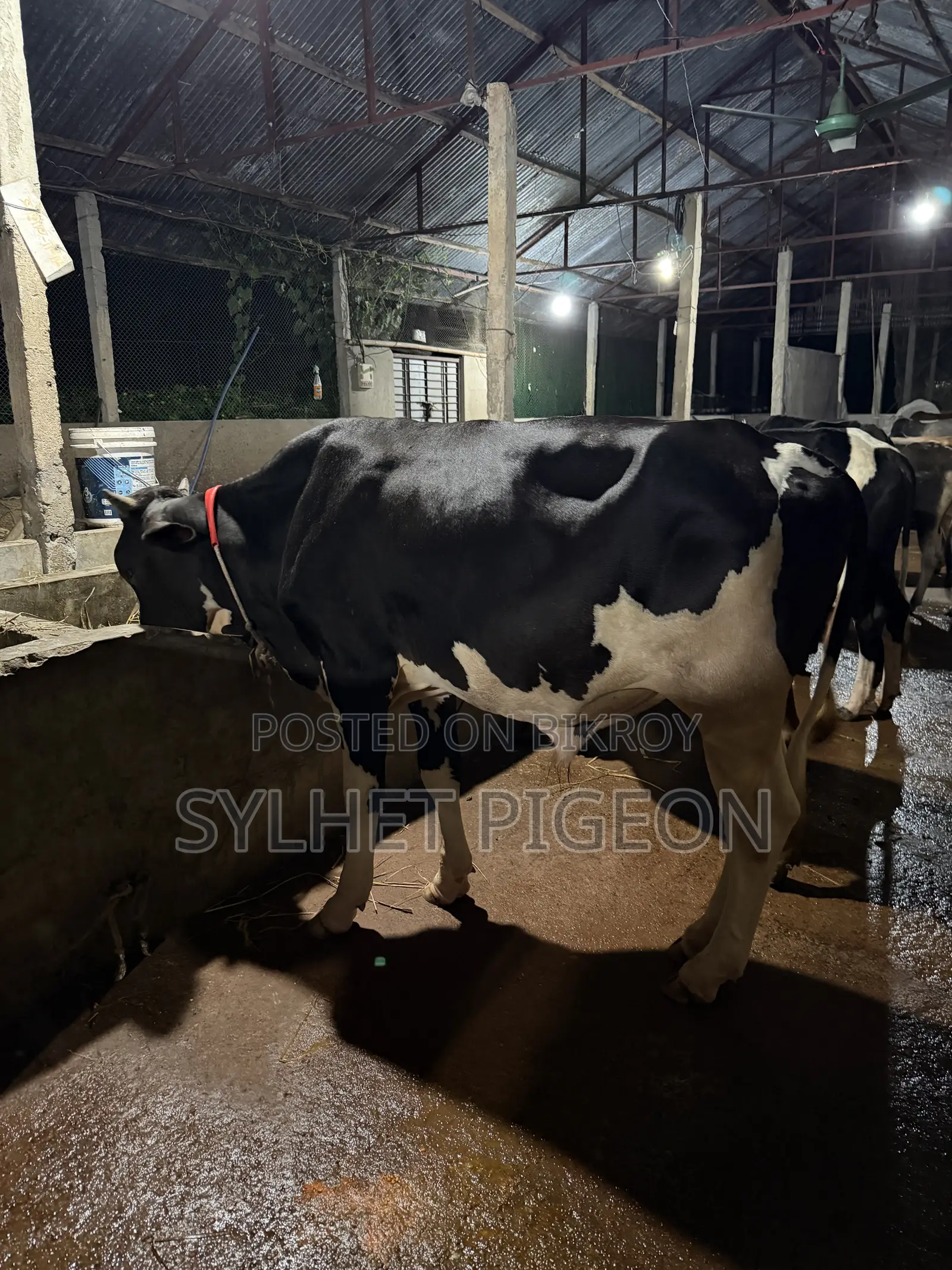 Farm Suitable Bull Calf