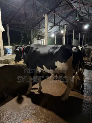Farm Suitable Bull Calf